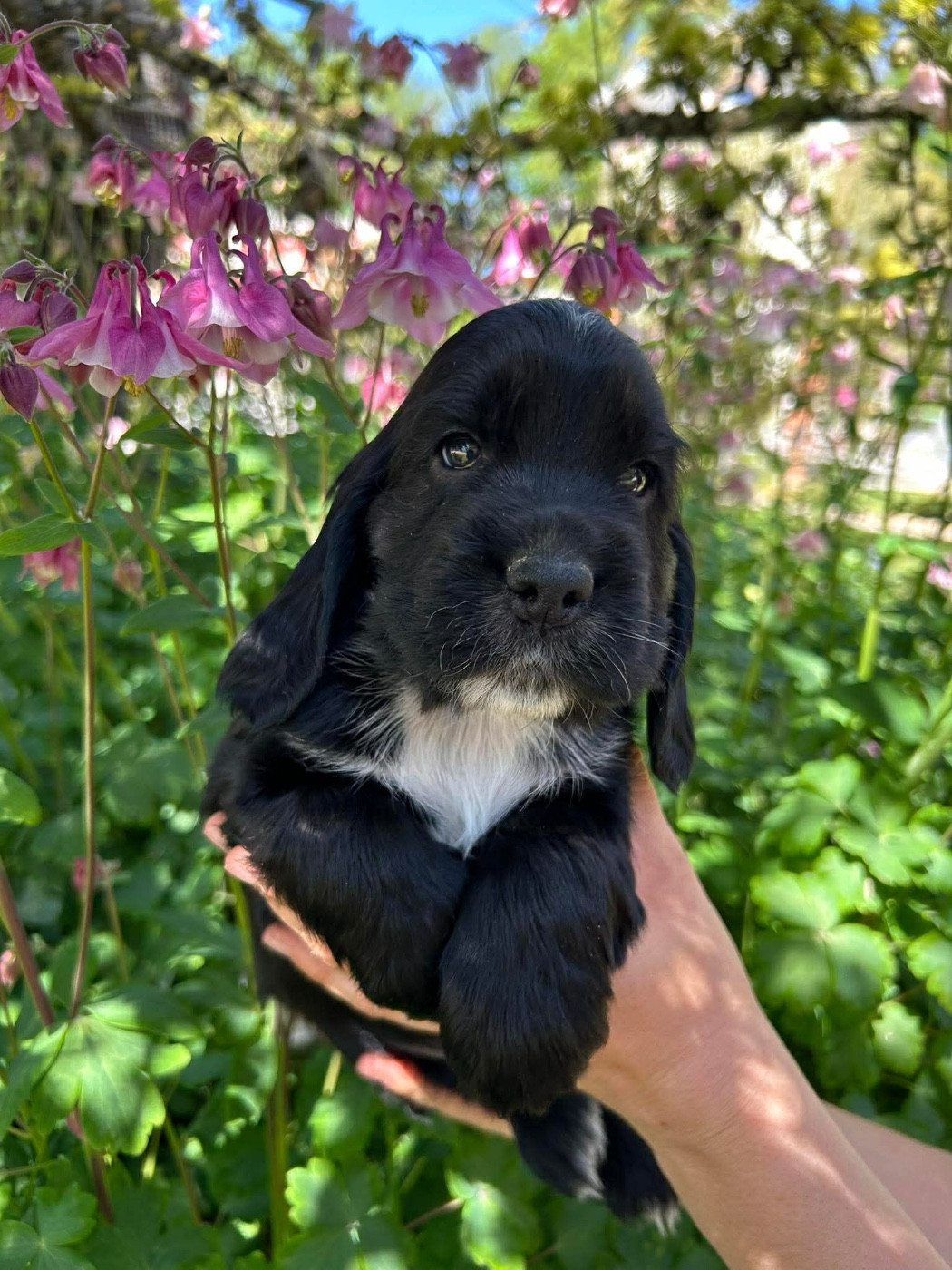 Du pré moussey - Chiots disponibles - Cocker Spaniel Anglais