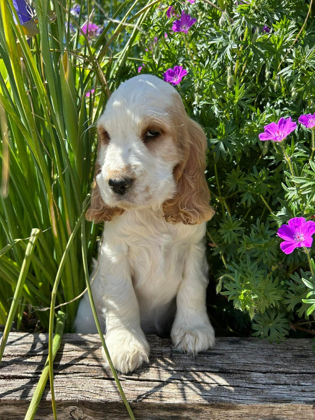 Du pré moussey - Chiots disponibles - Cocker Spaniel Anglais