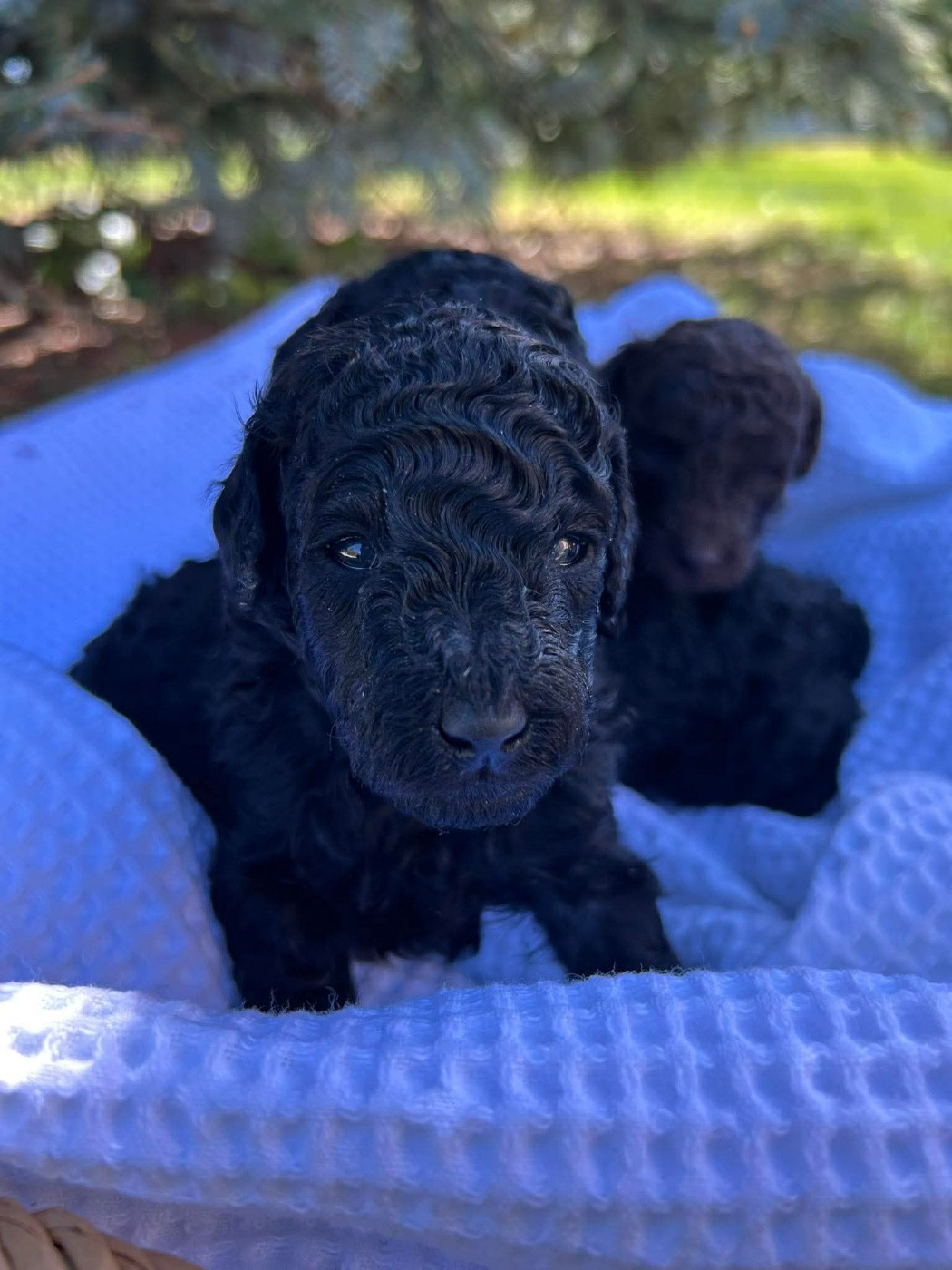 Du pré moussey - Chiots disponibles - Caniche