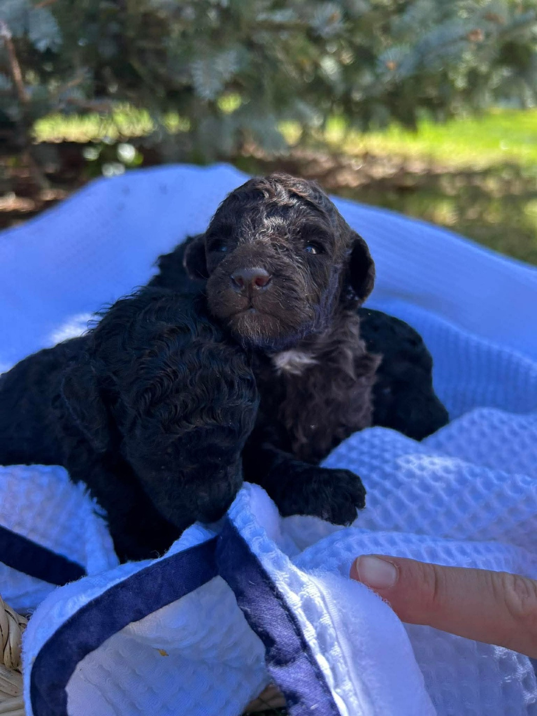 Du pré moussey - Chiots disponibles - Caniche