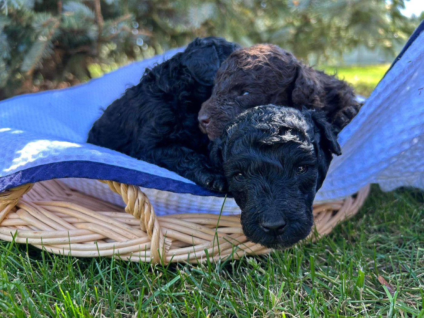 Du pré moussey - Chiots disponibles - Caniche