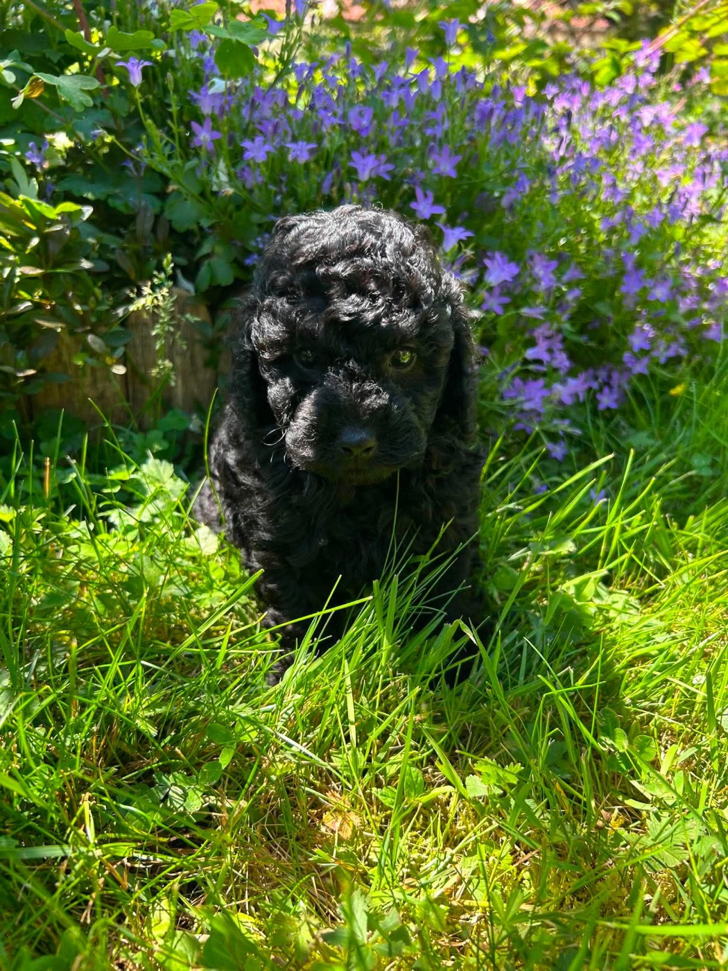 Du pré moussey - Chiots disponibles - Caniche