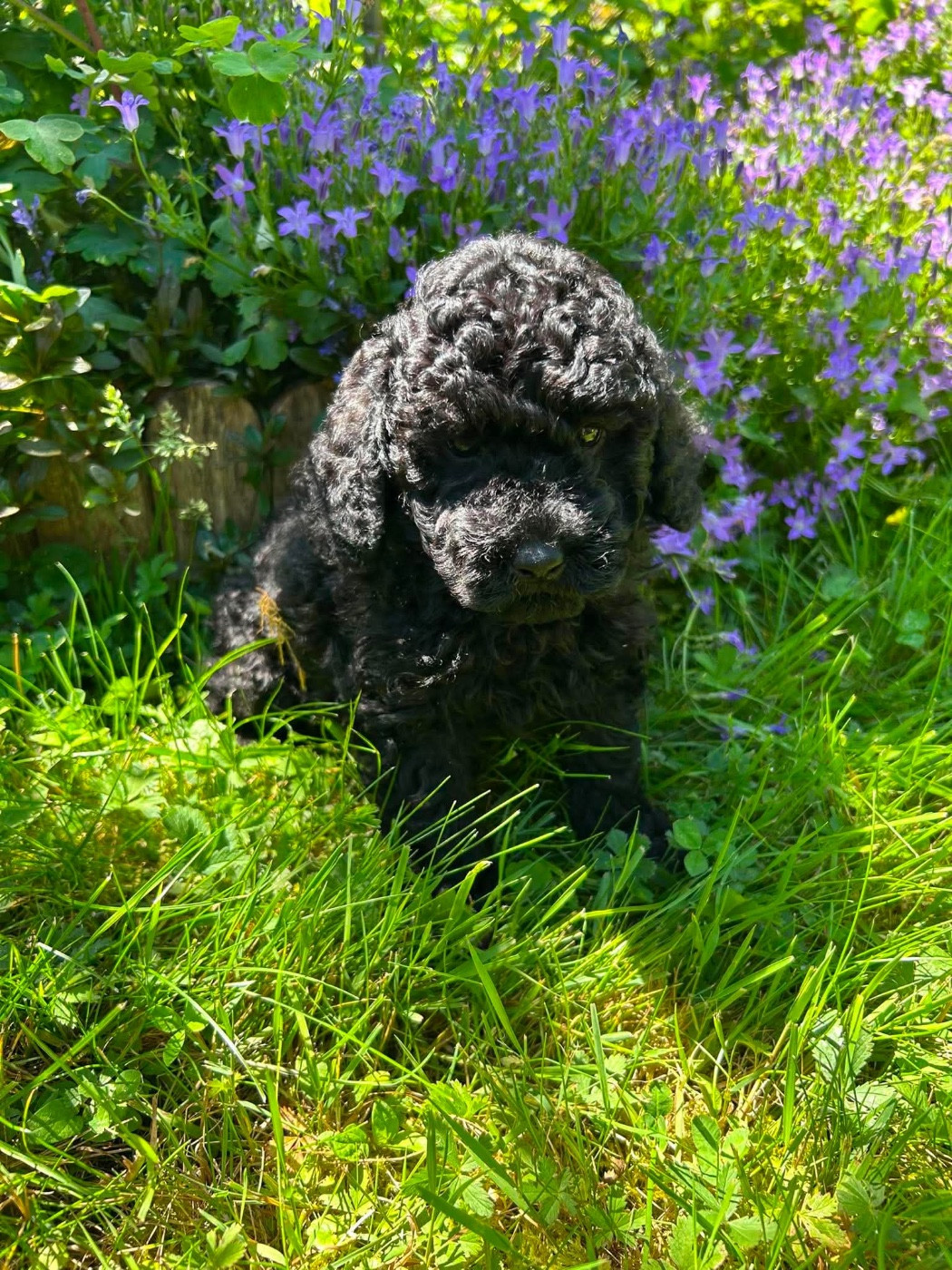 Du pré moussey - Chiots disponibles - Caniche