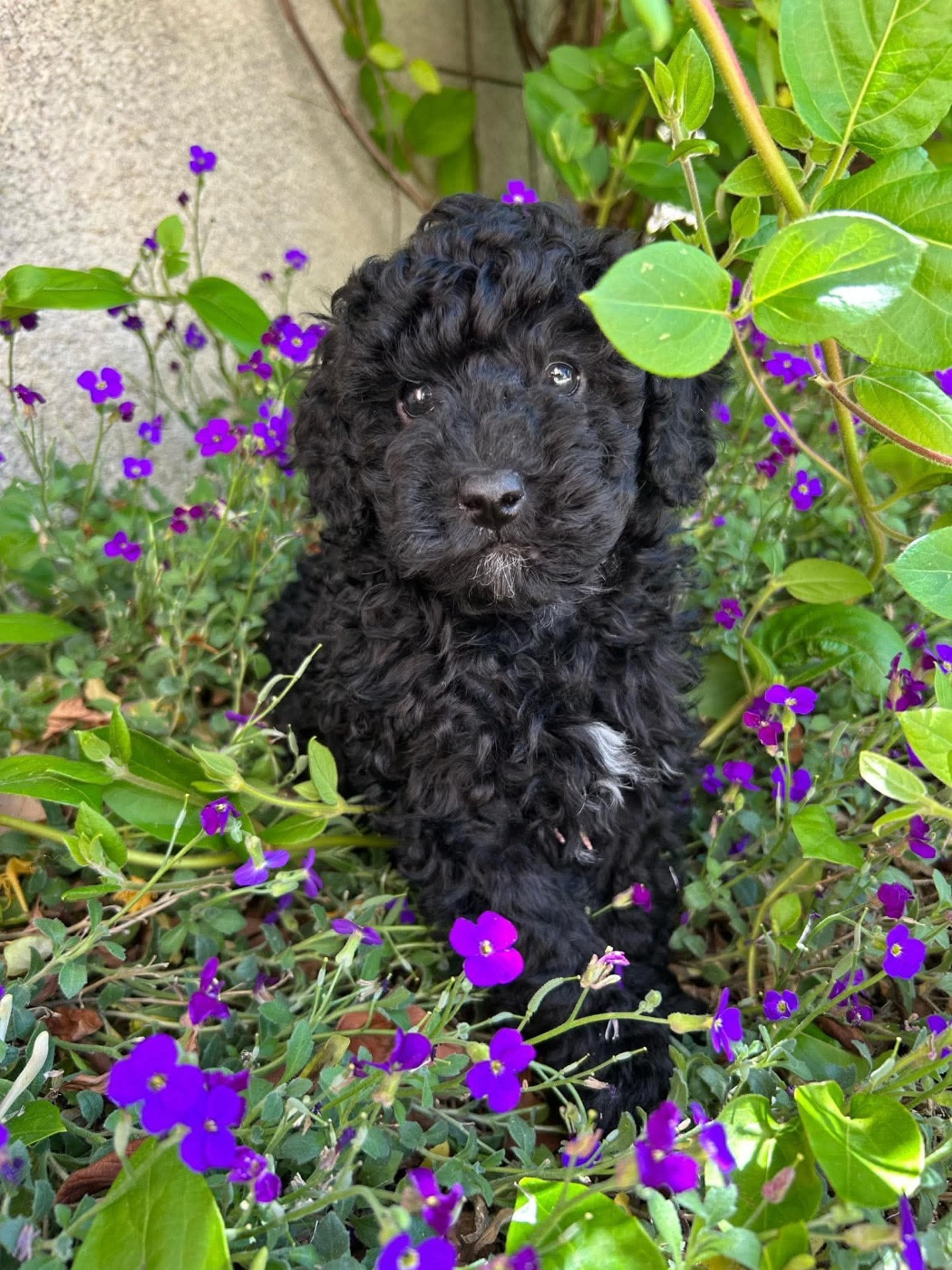 Du pré moussey - Chiots disponibles - Caniche