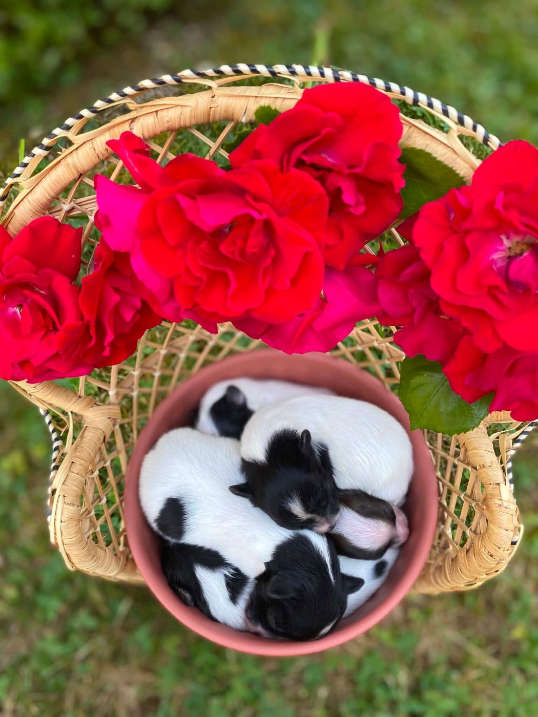 Du pré moussey - Chiots disponibles - Epagneul nain Continental (Papillon)