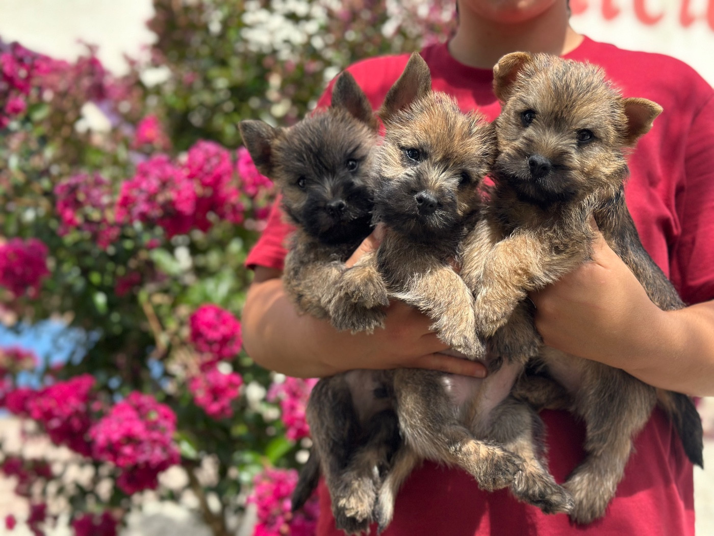 Du pré moussey - Chiots disponibles - Cairn Terrier