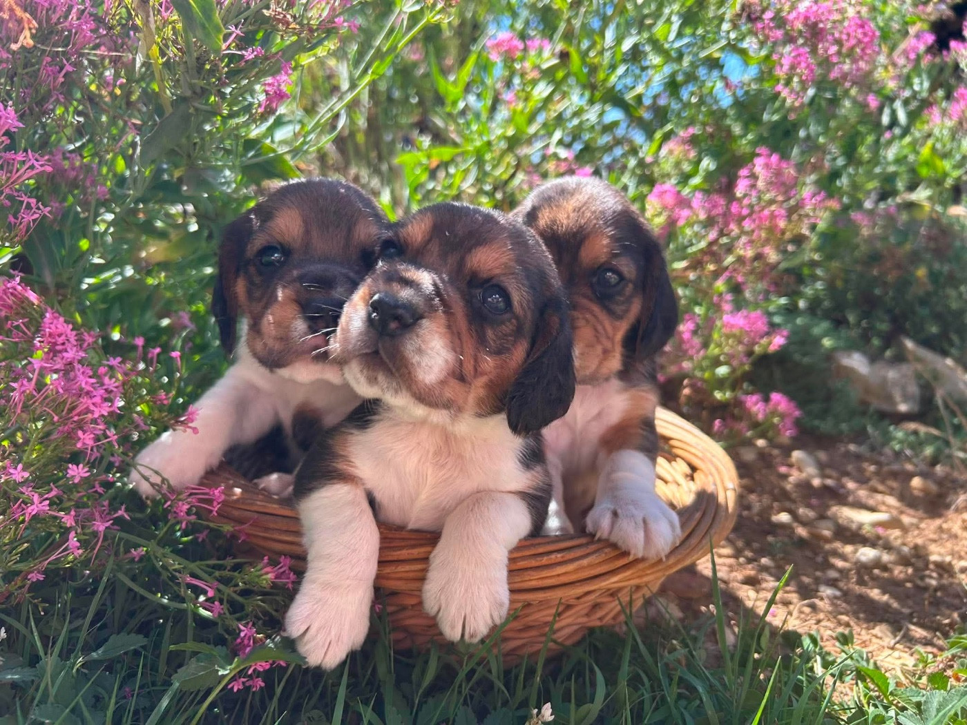 Du pré moussey - Chiots disponibles - Beagle