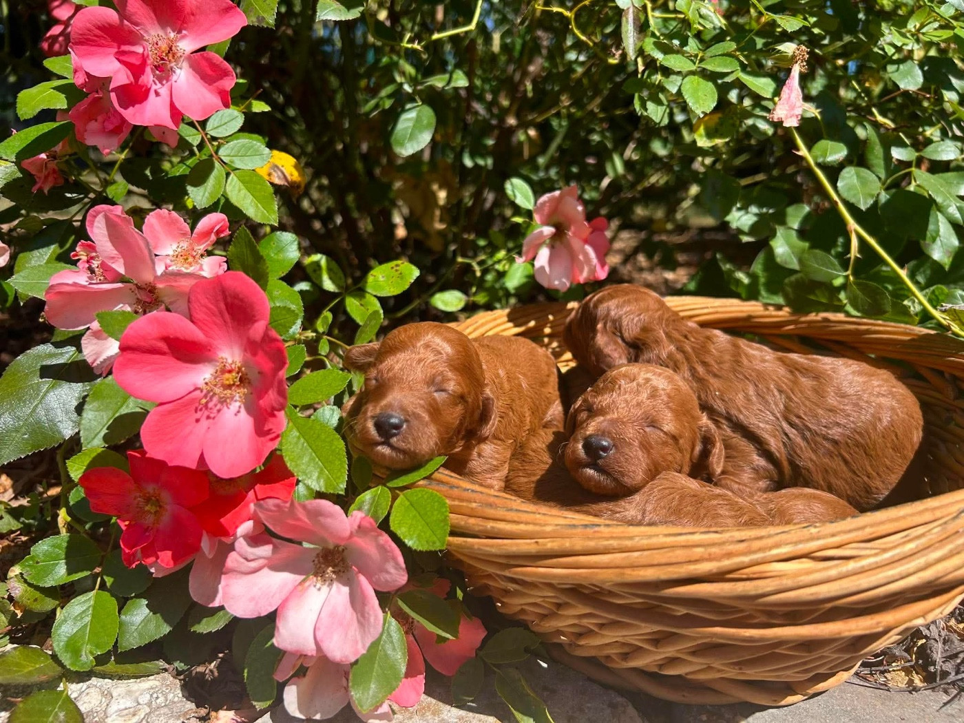 Chiot Caniche Du pré moussey