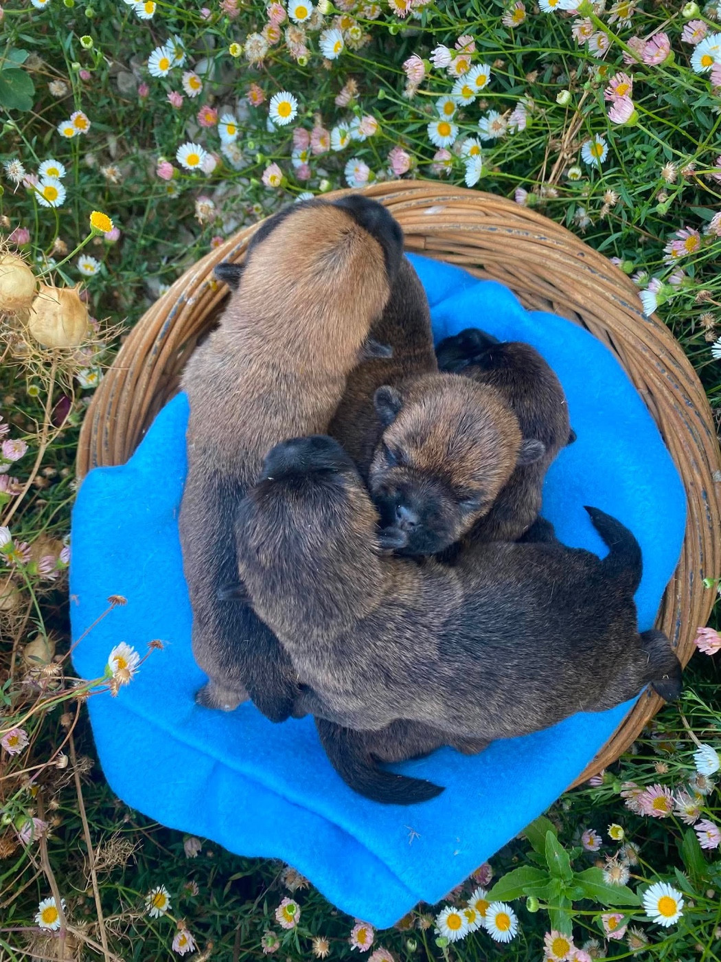 Chiot Cairn Terrier Du pré moussey