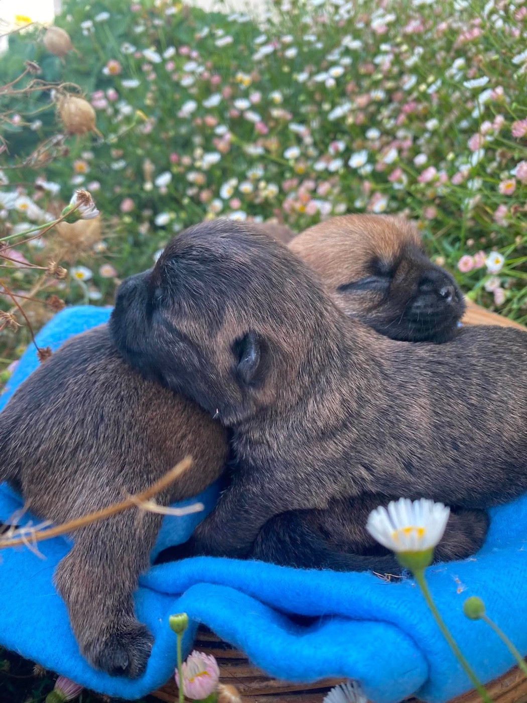 Du pré moussey - Chiots disponibles - Cairn Terrier