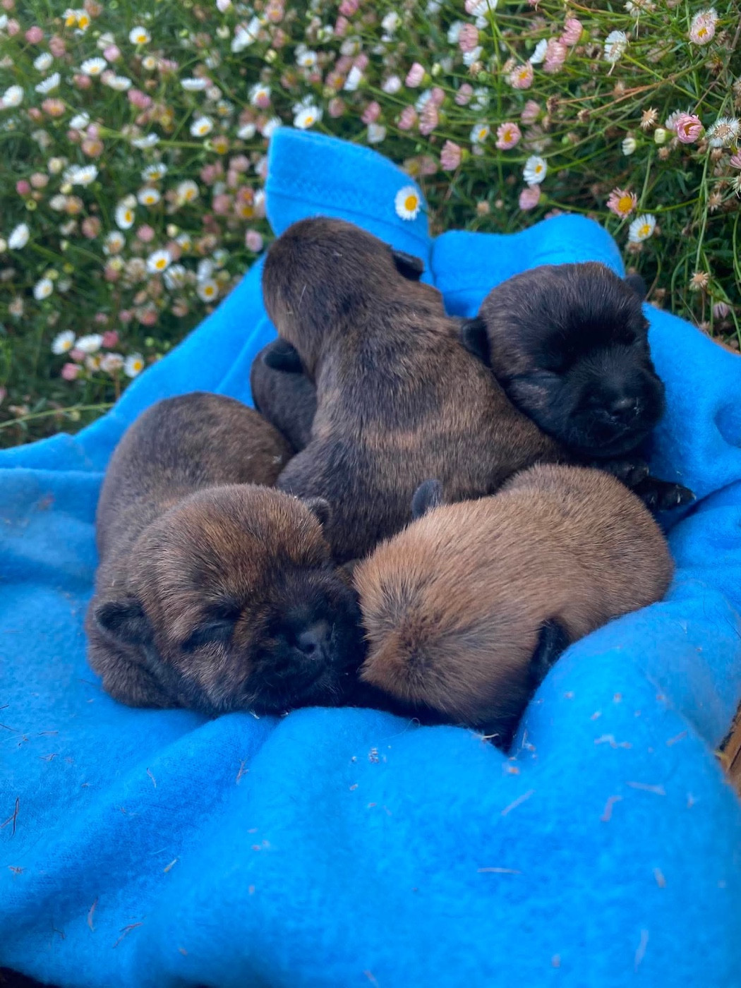 Du pré moussey - Chiots disponibles - Cairn Terrier