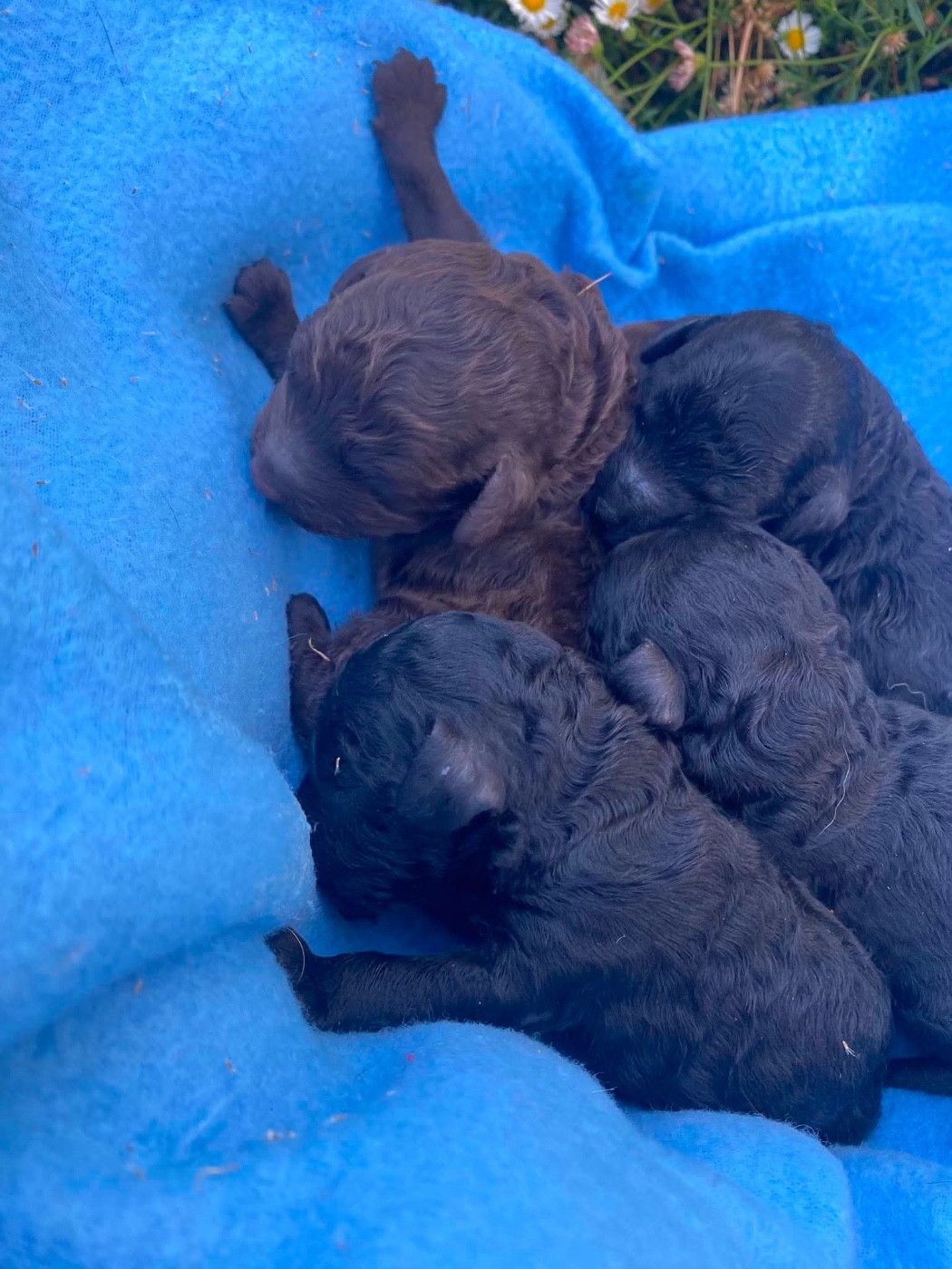 Du pré moussey - Chiots disponibles - Caniche