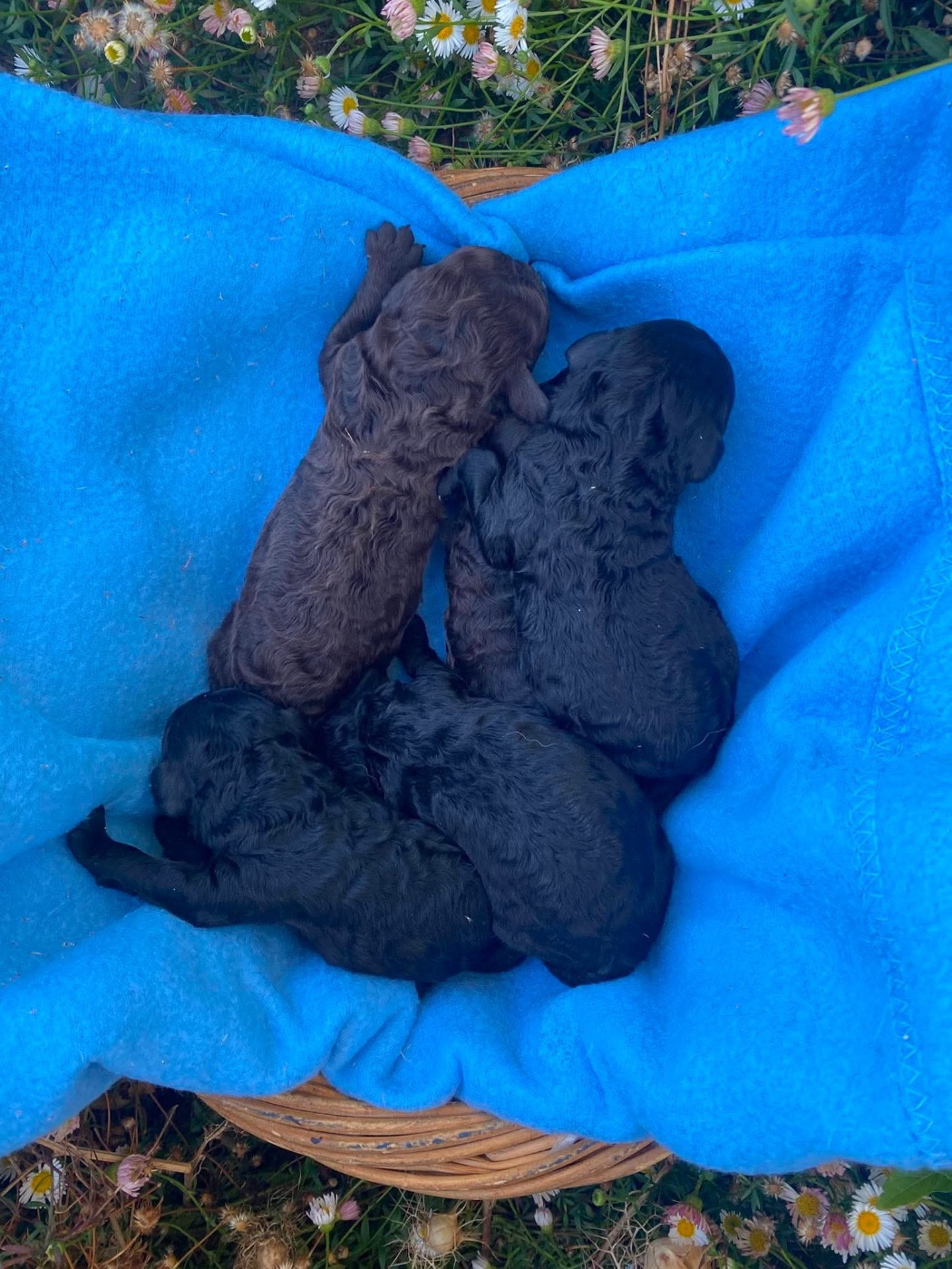 Du pré moussey - Chiots disponibles - Caniche