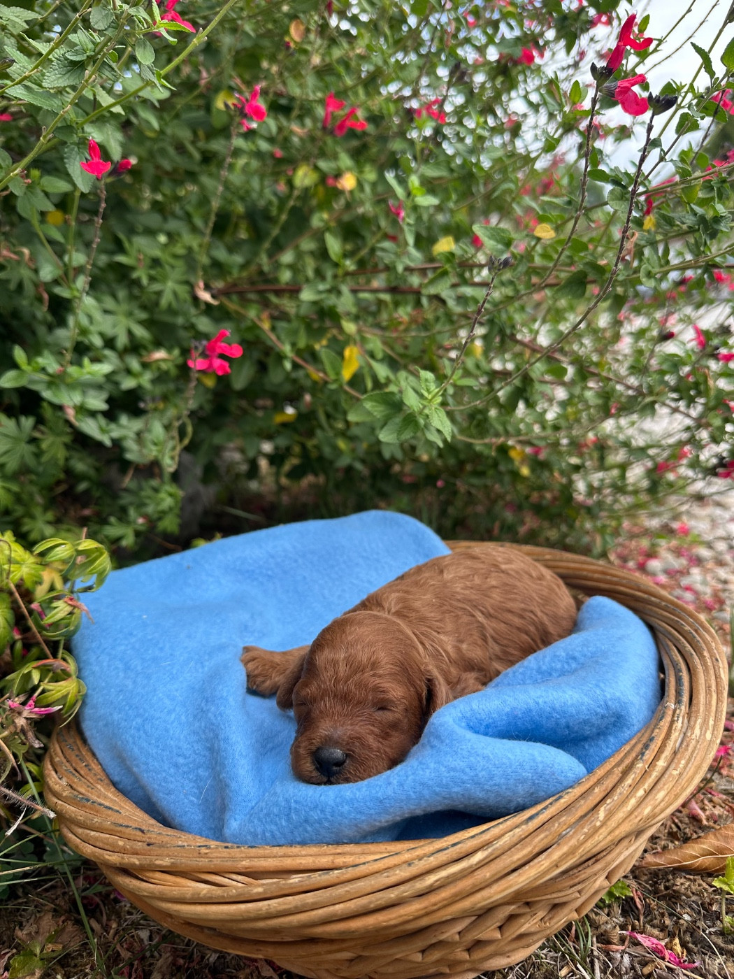 Du pré moussey - Chiots disponibles - Caniche