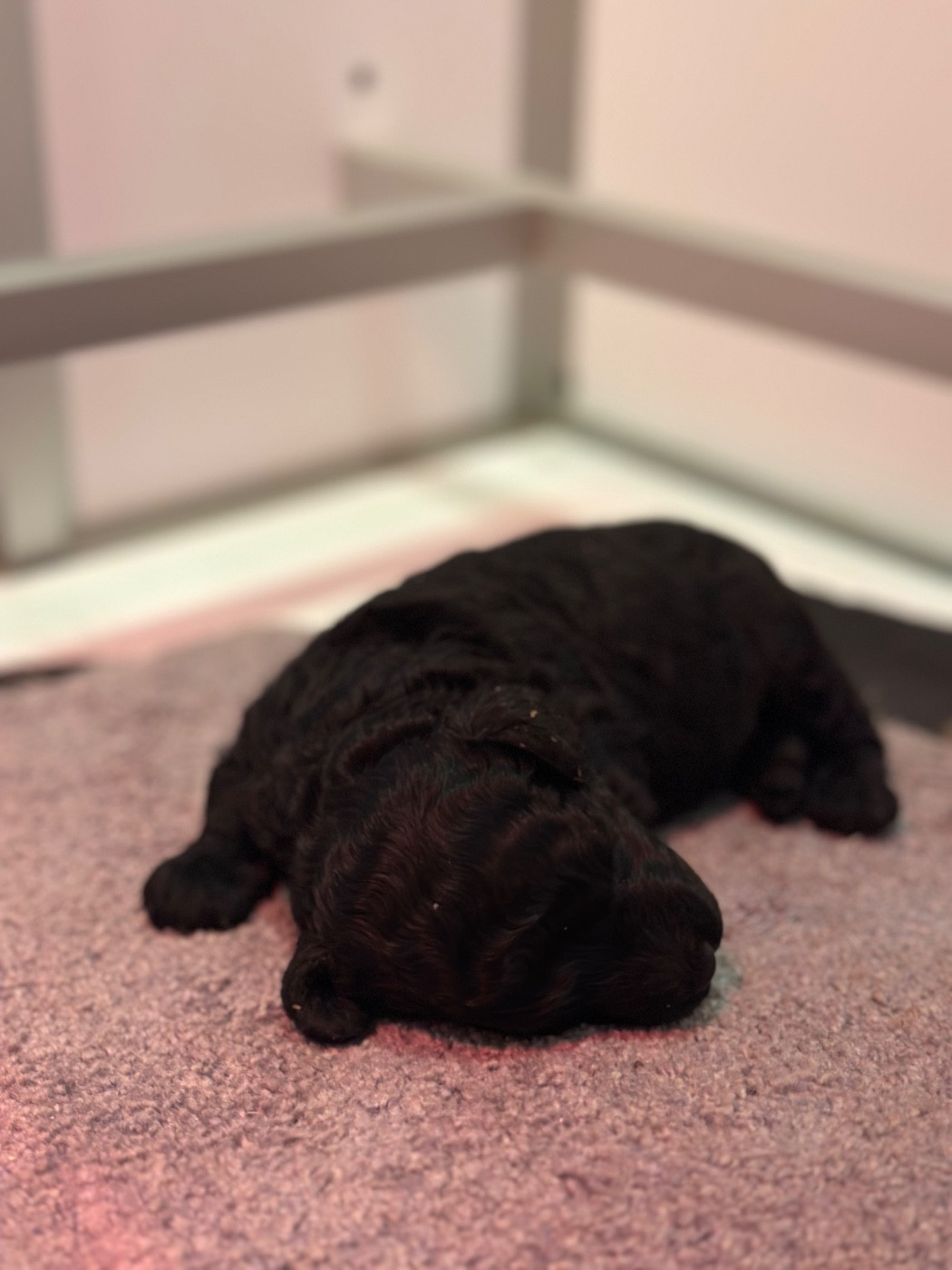 Du pré moussey - Chiots disponibles - Caniche