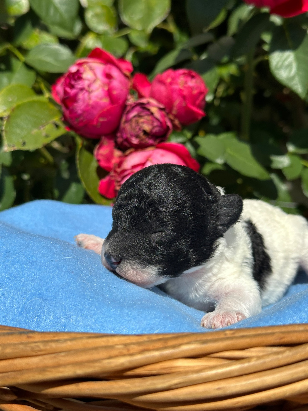 Du pré moussey - Chiots disponibles - Caniche