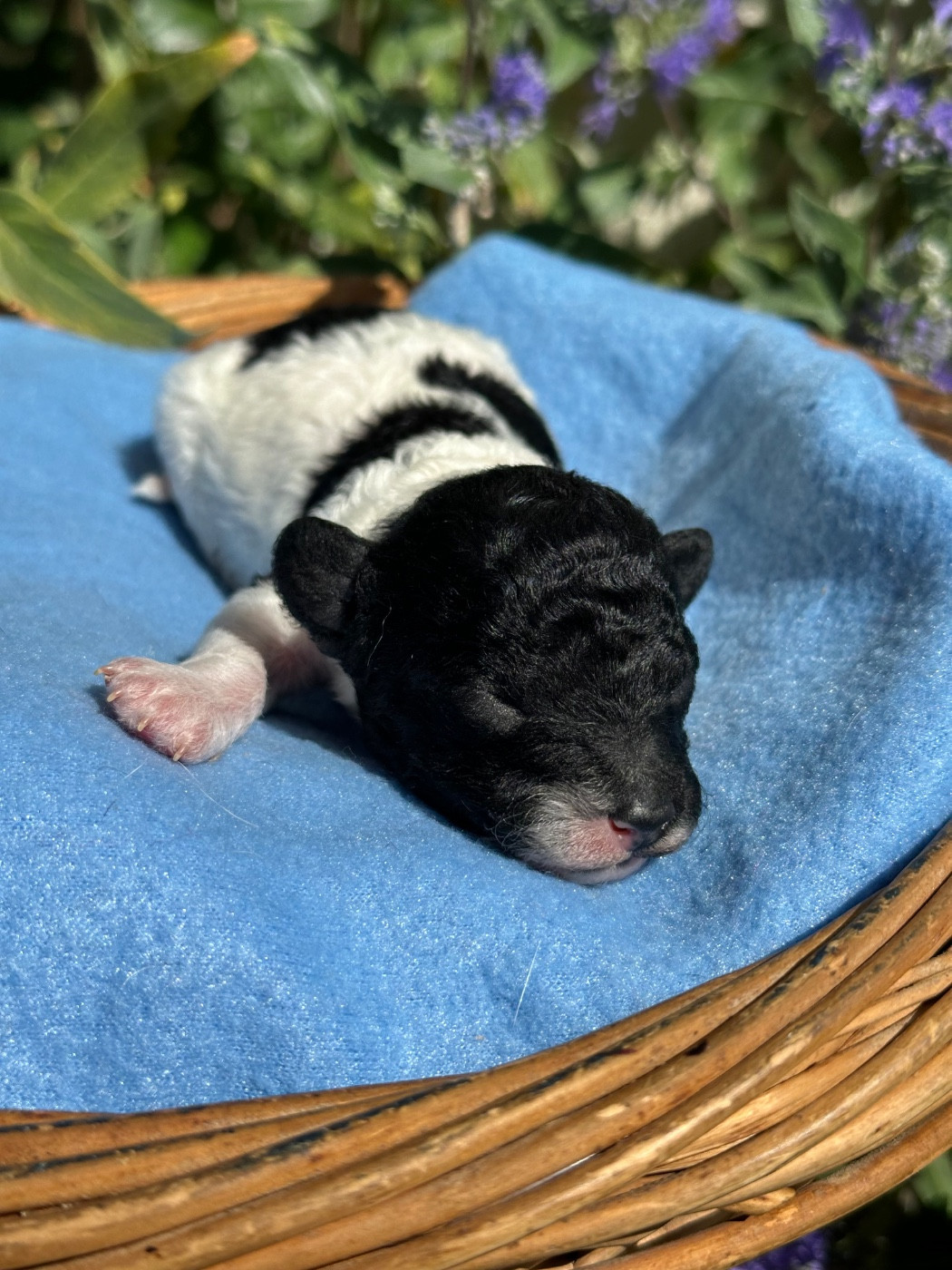Du pré moussey - Chiots disponibles - Caniche