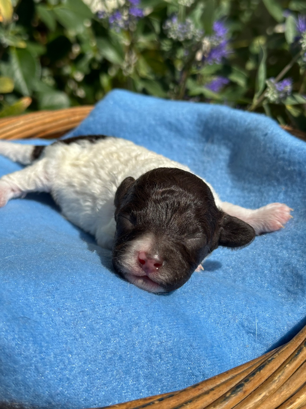 Du pré moussey - Chiots disponibles - Caniche