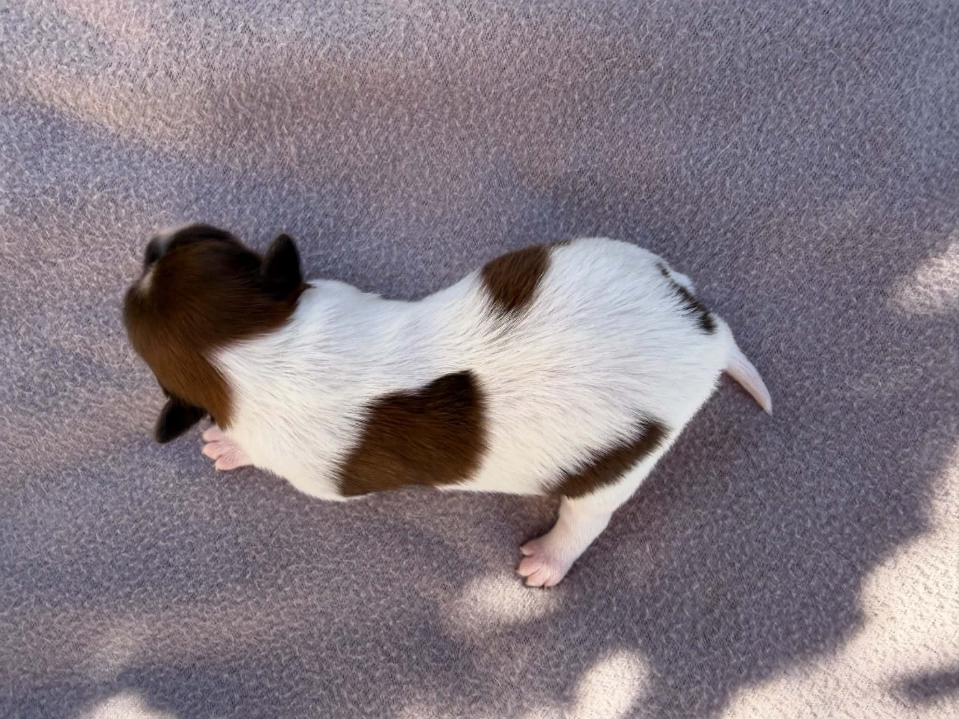 Du pré moussey - Chiots disponibles - Epagneul nain Continental (Papillon)