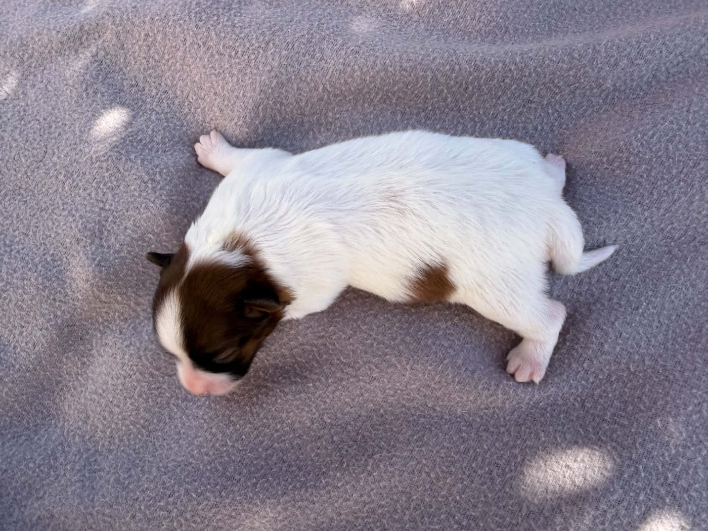 Du pré moussey - Chiots disponibles - Epagneul nain Continental (Papillon)