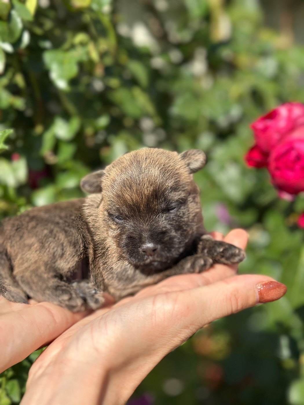 Du pré moussey - Chiots disponibles - Cairn Terrier