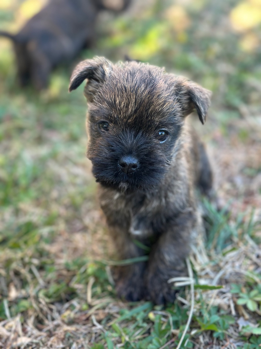 Du pré moussey - Chiots disponibles - Cairn Terrier