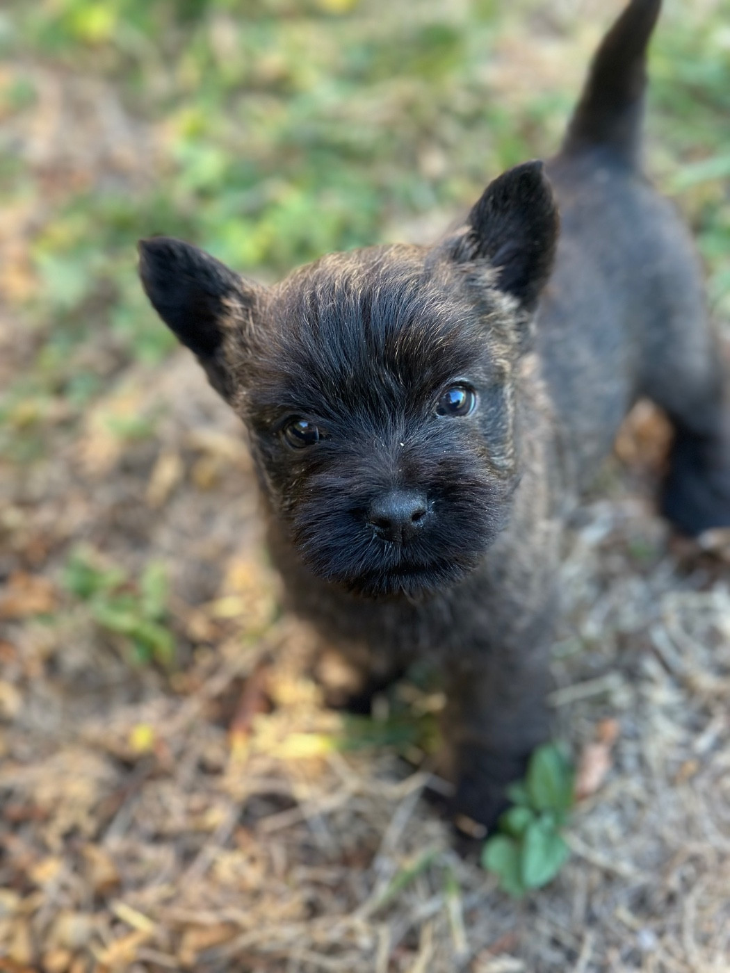 Du pré moussey - Chiots disponibles - Cairn Terrier