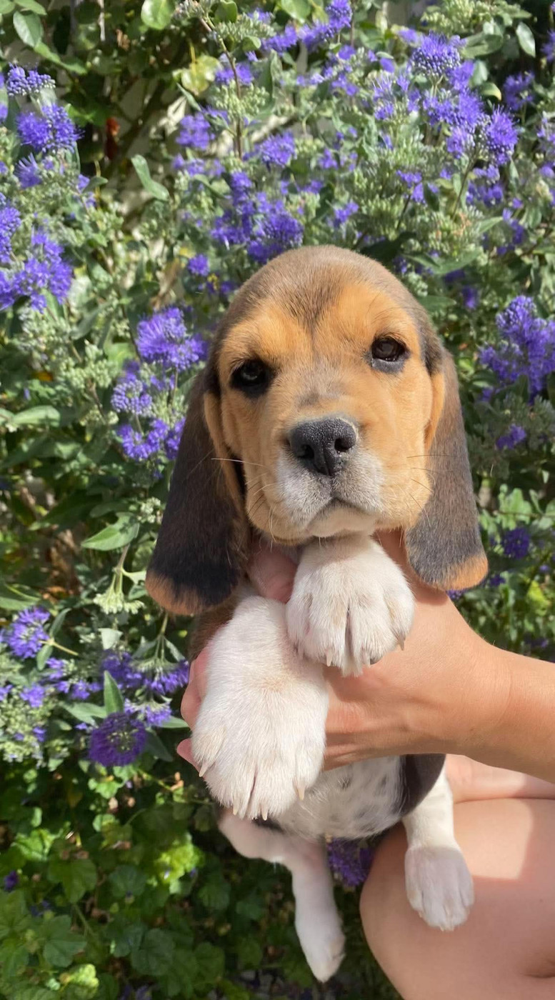Du pré moussey - Chiots disponibles - Beagle