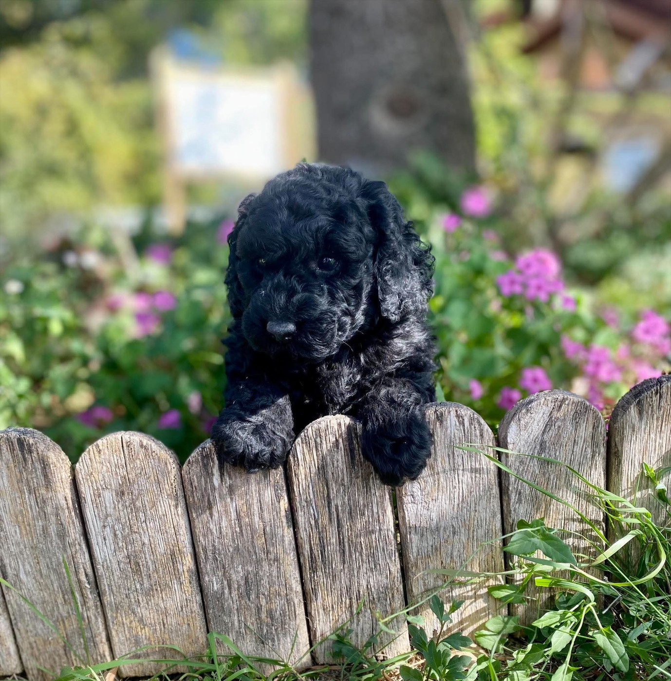Du pré moussey - Chiots disponibles - Caniche