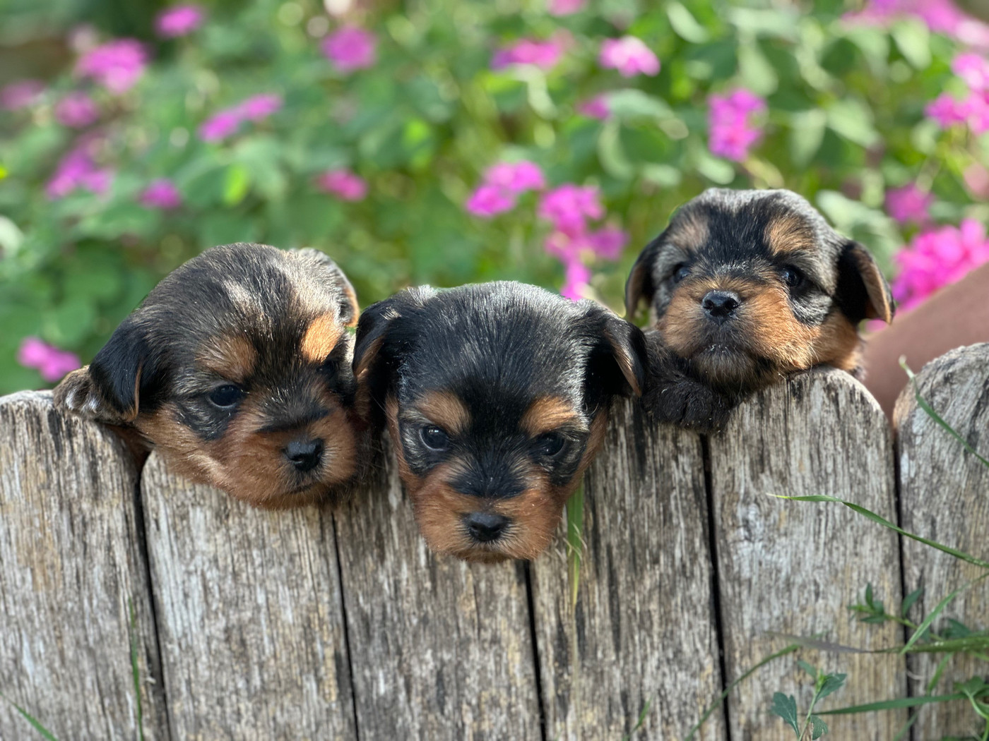 Du pré moussey - Chiots disponibles - Yorkshire Terrier