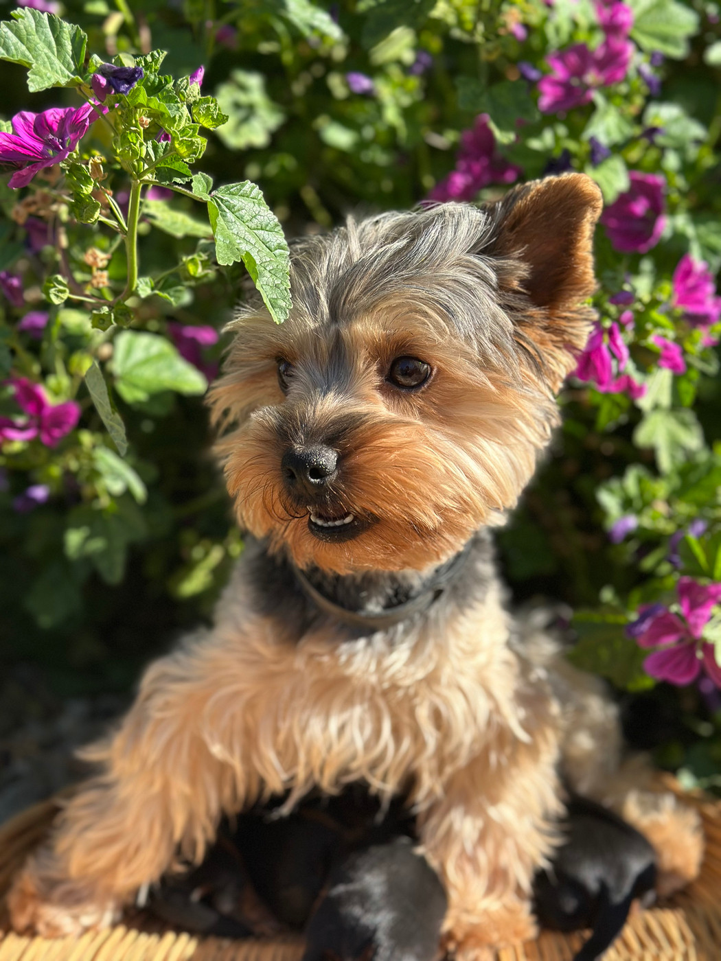 Chiot Yorkshire Terrier Du pré moussey