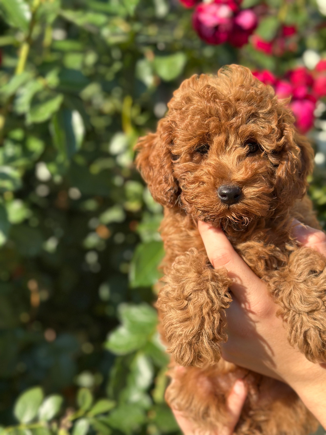 Du pré moussey - Chiots disponibles - Caniche