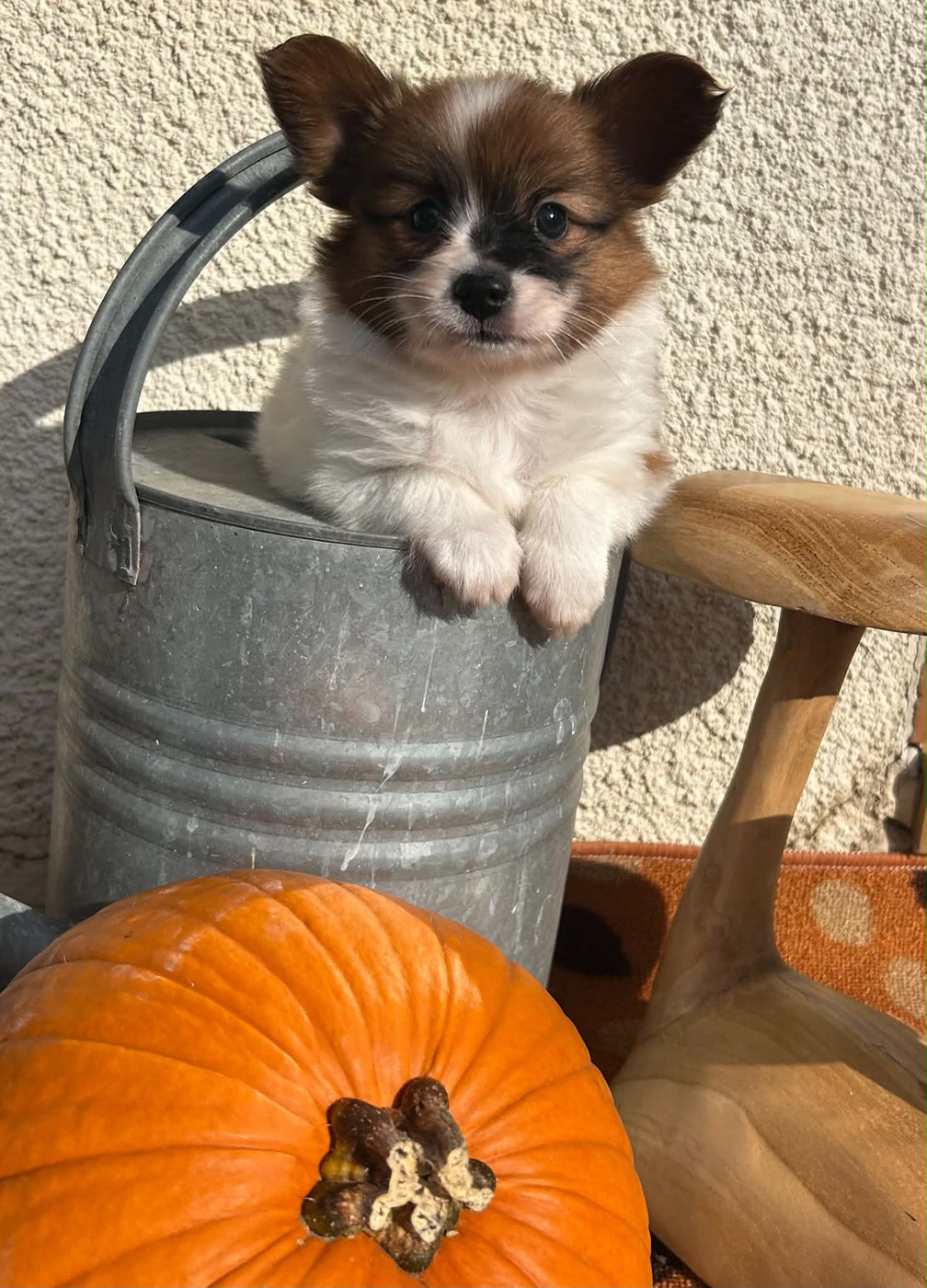 Du pré moussey - Chiots disponibles - Epagneul nain Continental (Papillon)