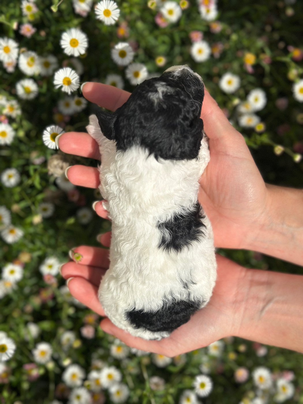 Du pré moussey - Chiots disponibles - Caniche