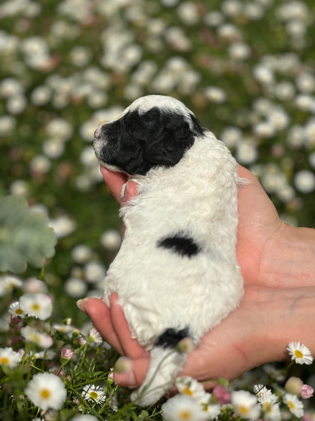 Du pré moussey - Chiots disponibles - Caniche