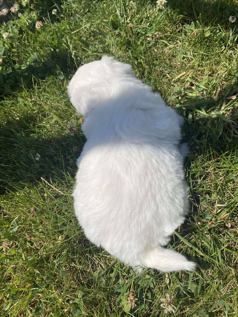 Du pré moussey - Chiots disponibles - Coton de Tulear