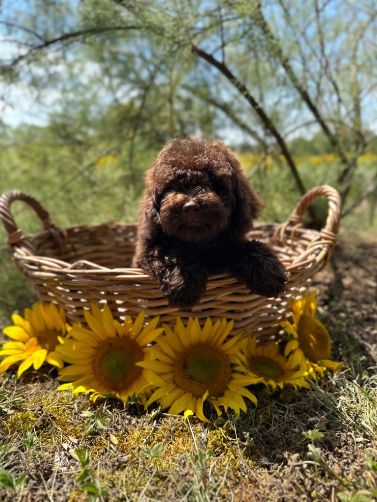 Du pré moussey - Chiots disponibles - Caniche