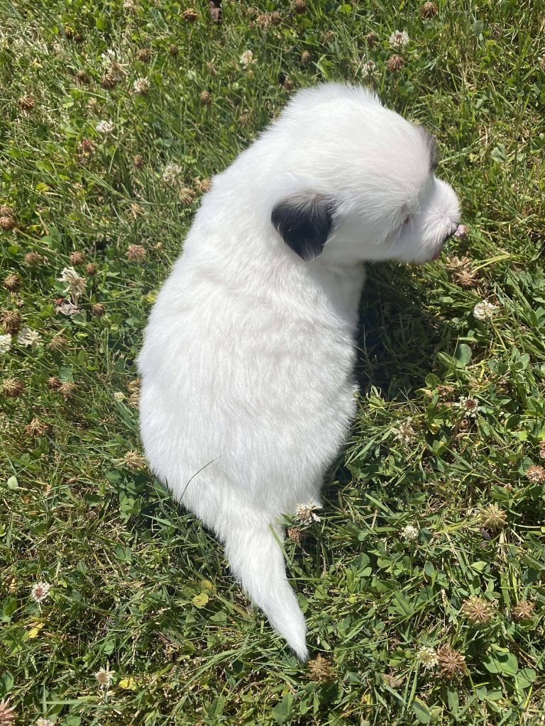 Du pré moussey - Chiots disponibles - Coton de Tulear
