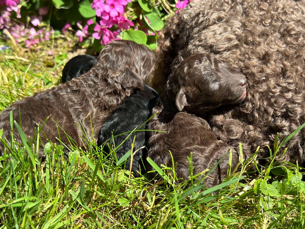Du pré moussey - Chiots disponibles - Caniche