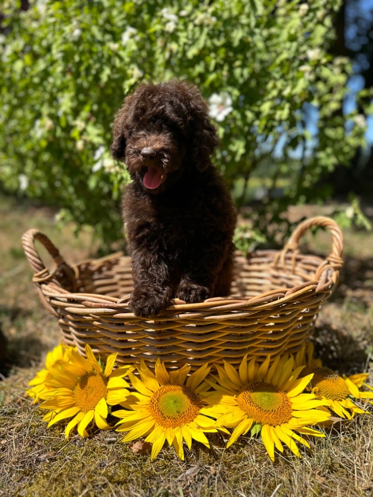 Du pré moussey - Chiots disponibles - Caniche