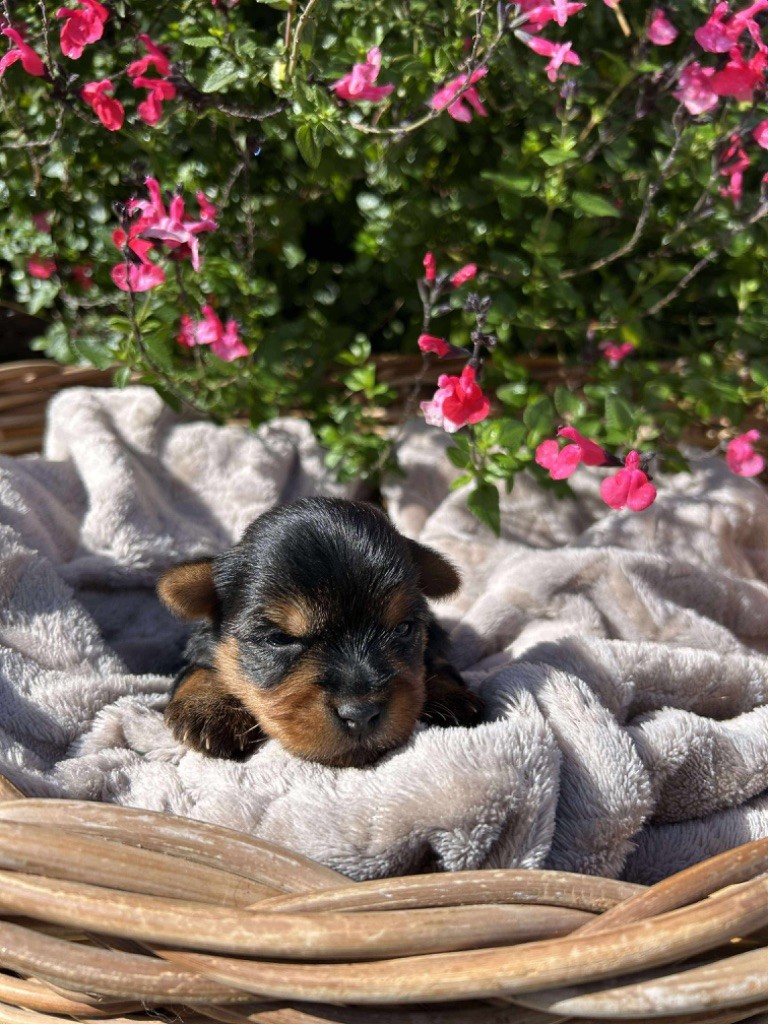 Du pré moussey - Chiots disponibles - Yorkshire Terrier
