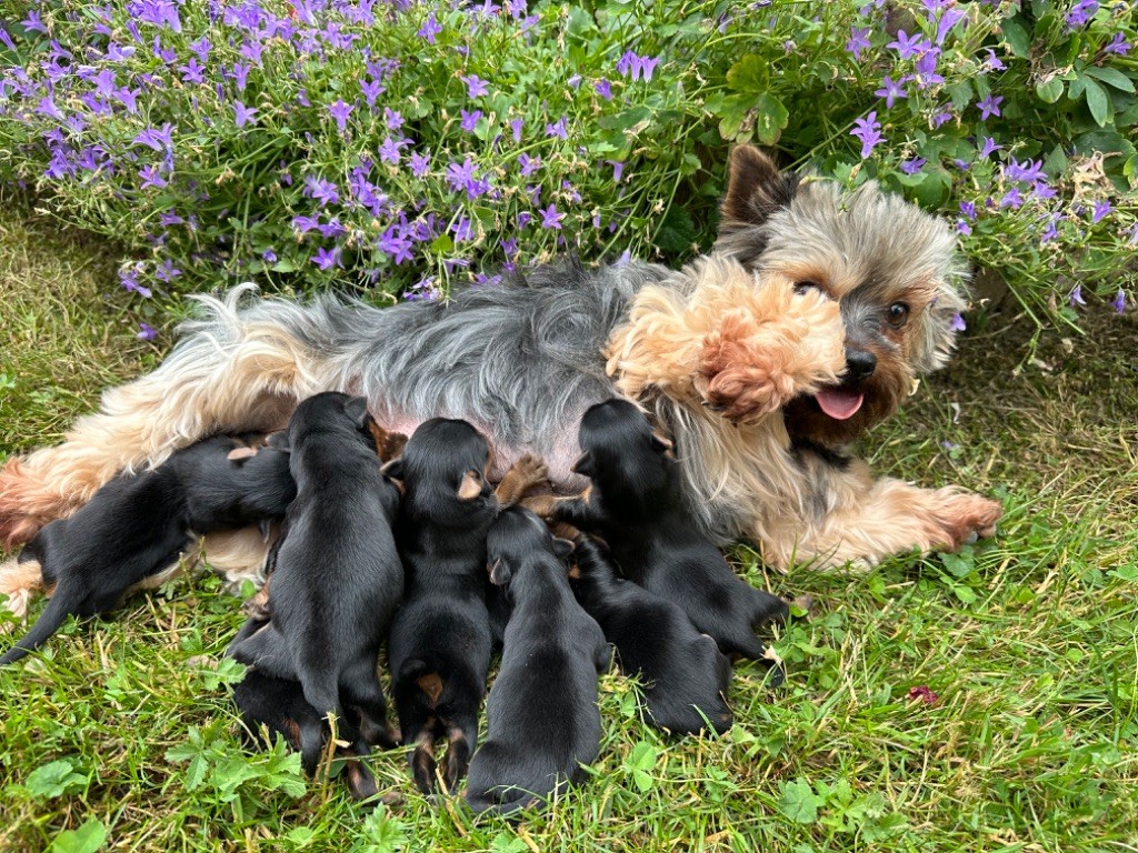 Du pré moussey - Chiots disponibles - Yorkshire Terrier