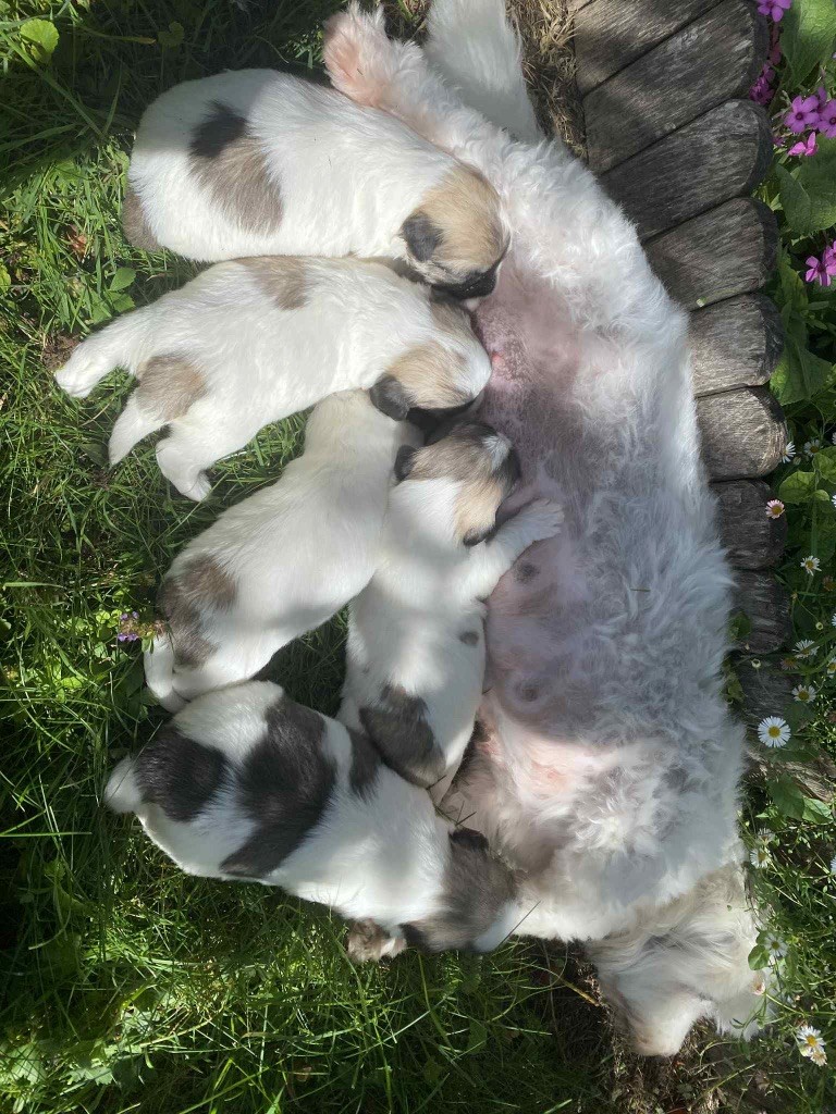 Du pré moussey - Chiots disponibles - Coton de Tulear