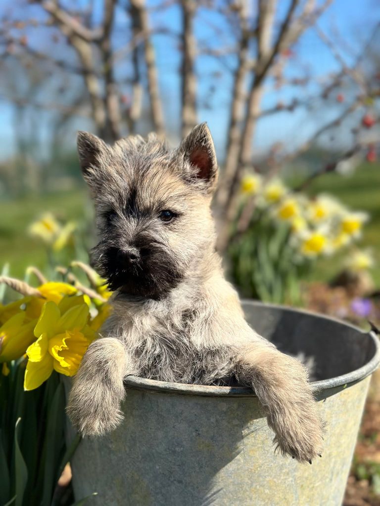 Du pré moussey - Chiots disponibles - Cairn Terrier