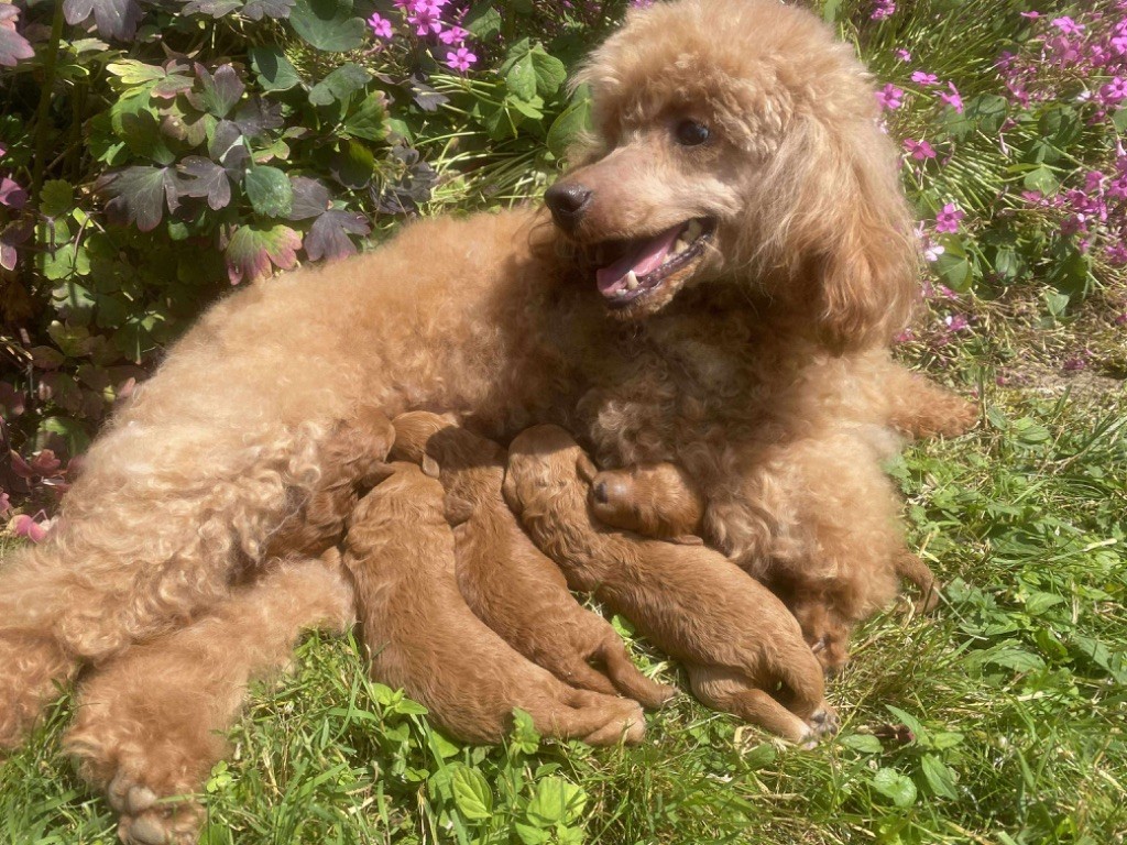 Chiot Caniche Du pré moussey