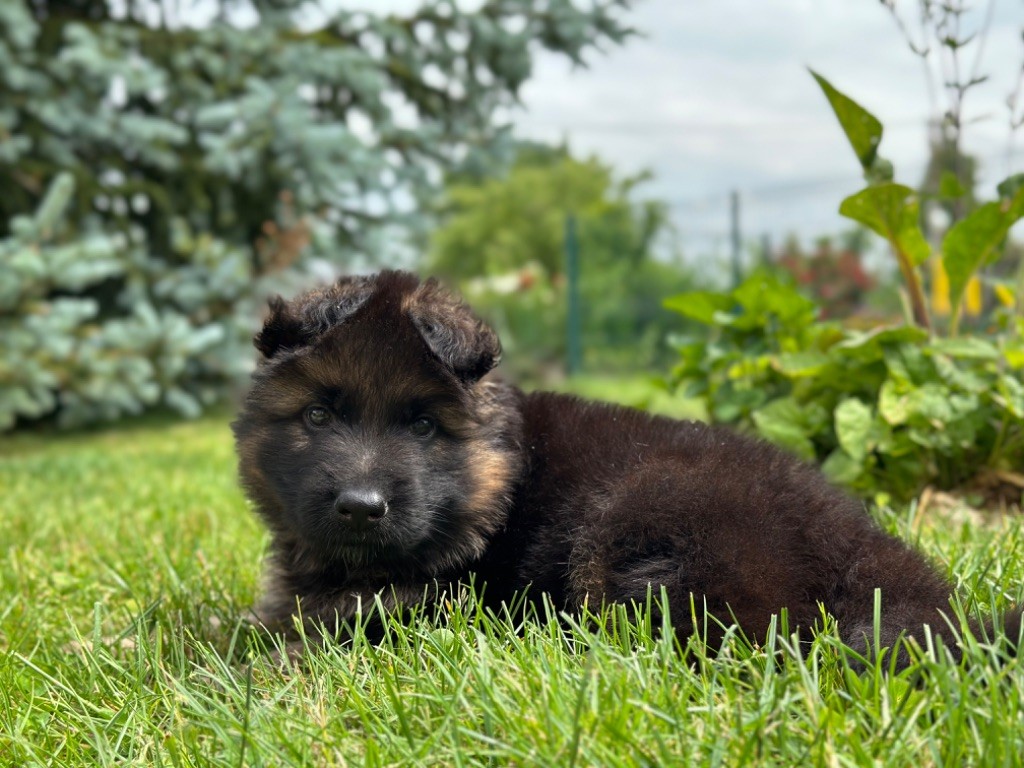 Du pré moussey - Chiots disponibles - Berger Allemand Poil Long