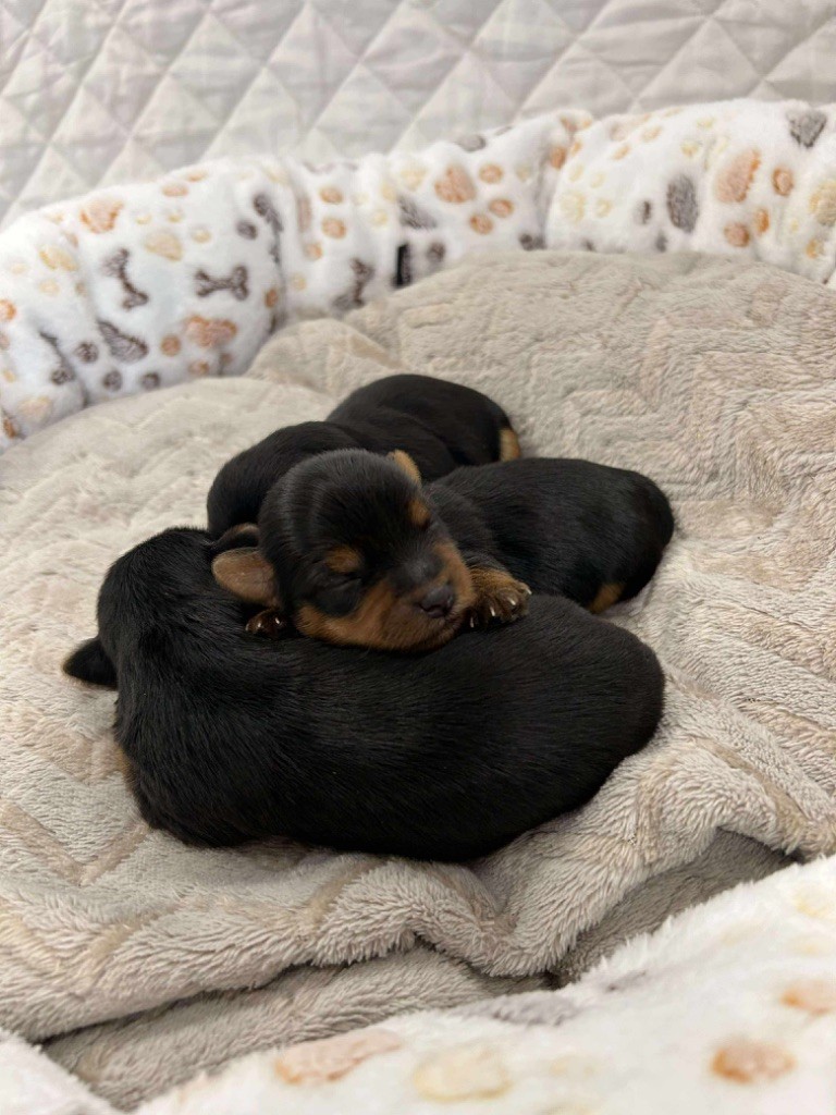 Du pré moussey - Chiots disponibles - Yorkshire Terrier