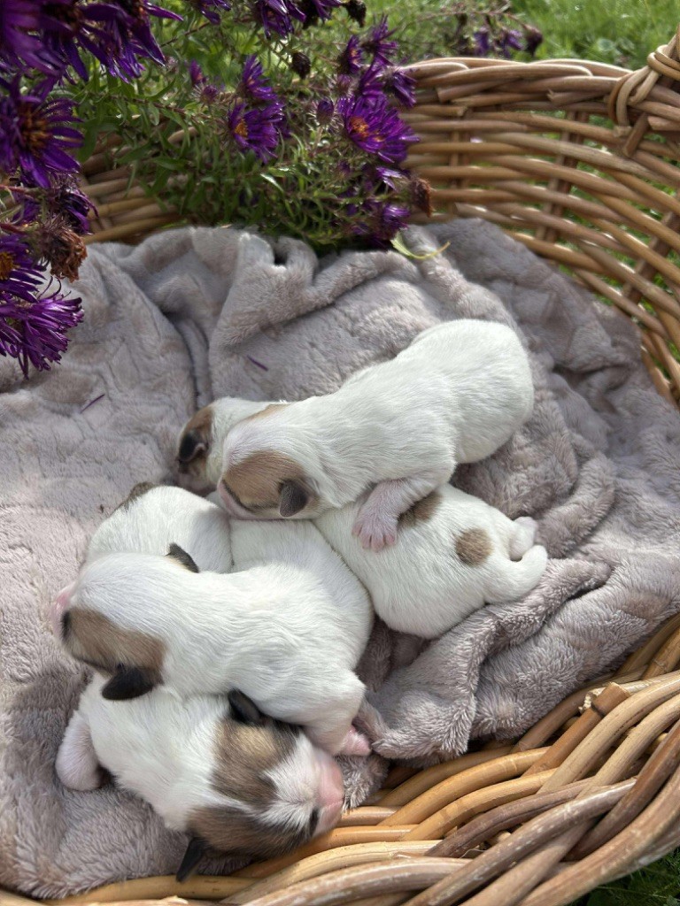 Chiot Coton de Tulear Du pré moussey
