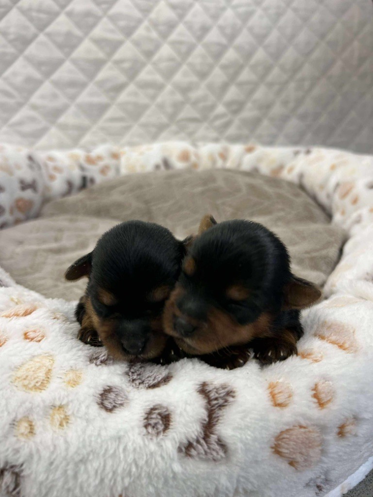 Du pré moussey - Chiots disponibles - Yorkshire Terrier