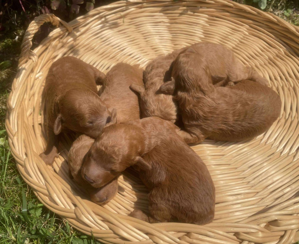 Du pré moussey - Chiots disponibles - Caniche